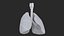Larynx Trachea Lungs