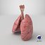 Larynx Trachea Lungs