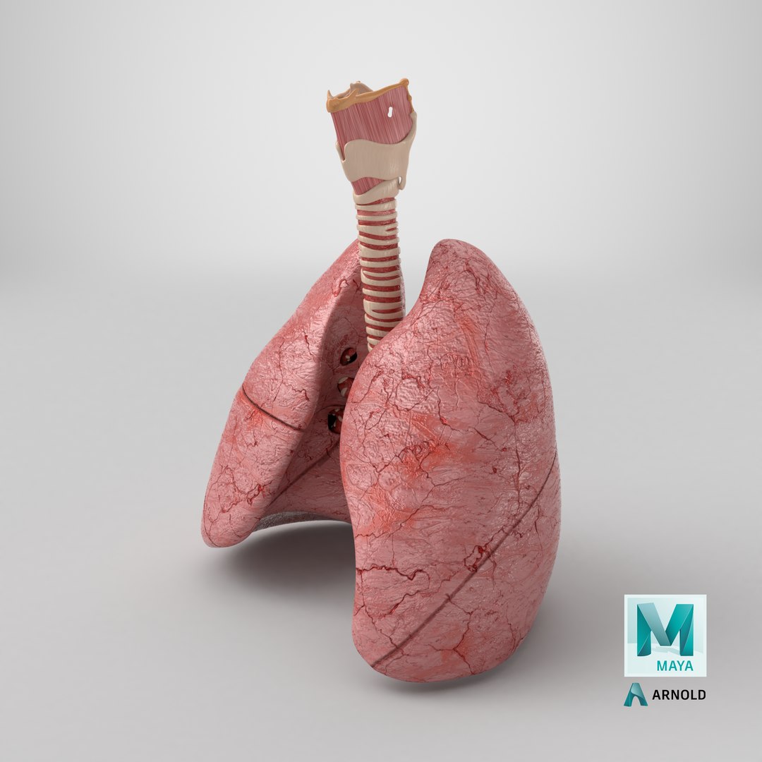 Larynx Trachea Lungs 3D model https://p.turbosquid.com/ts-thumb/px/fiMoXn/ny/stemcell_maya_arnold_render/png/1767975984/1920x1080/fit_q87/c3bc4b574077644e1b93c286fc5a50a365cc7640/stemcell_maya_arnold_render.jpg
