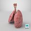 Larynx Trachea Lungs