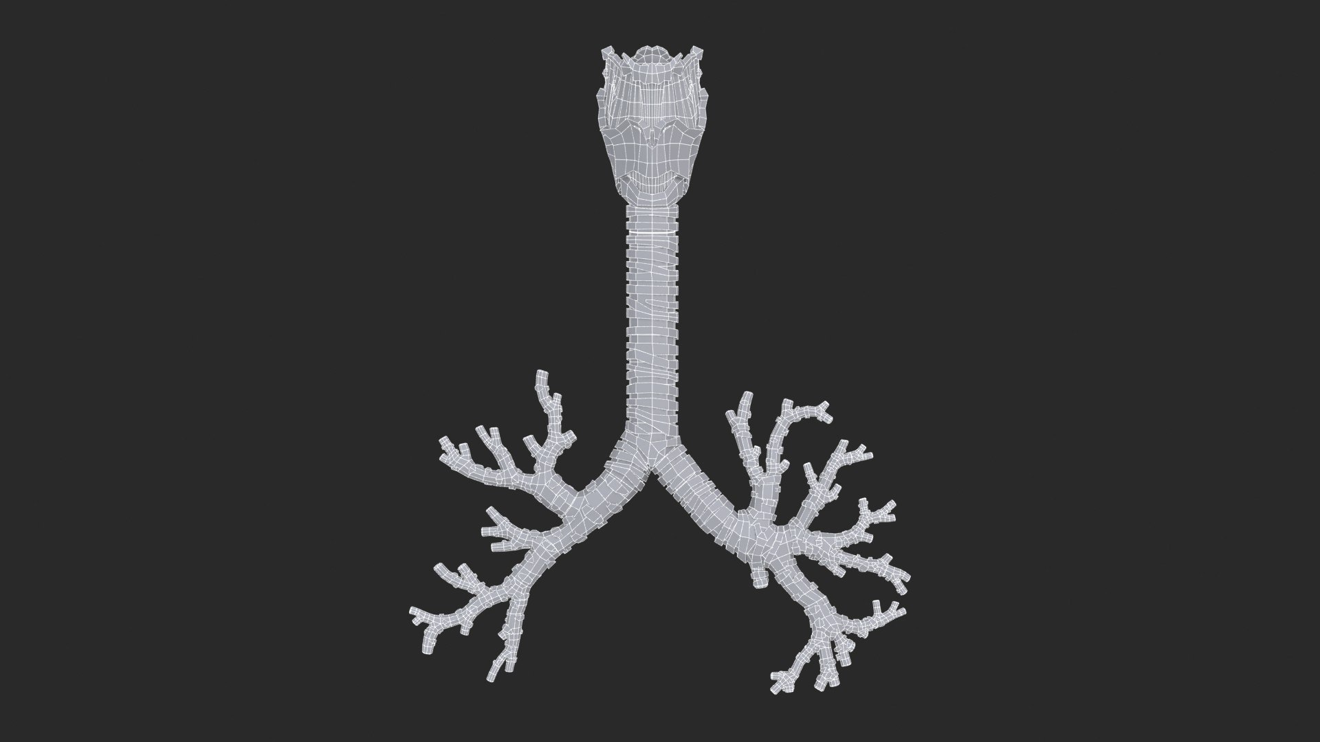 Larynx Trachea Lungs 3D model https://p.turbosquid.com/ts-thumb/px/fiMoXn/uZ/larynx_trachea_bronchialtree_main_sub_0_f_0113/jpg/1766854922/1920x1080/fit_q87/2de7fb58eab885b11a7a30dbbe663a1f426fd095/larynx_trachea_bronchialtree_main_sub_0_f_0113.jpg