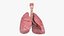 Larynx Trachea Lungs