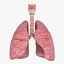 Larynx Trachea Lungs