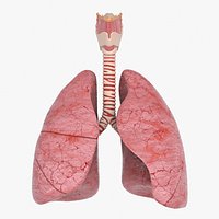Larynx Trachea Lungs