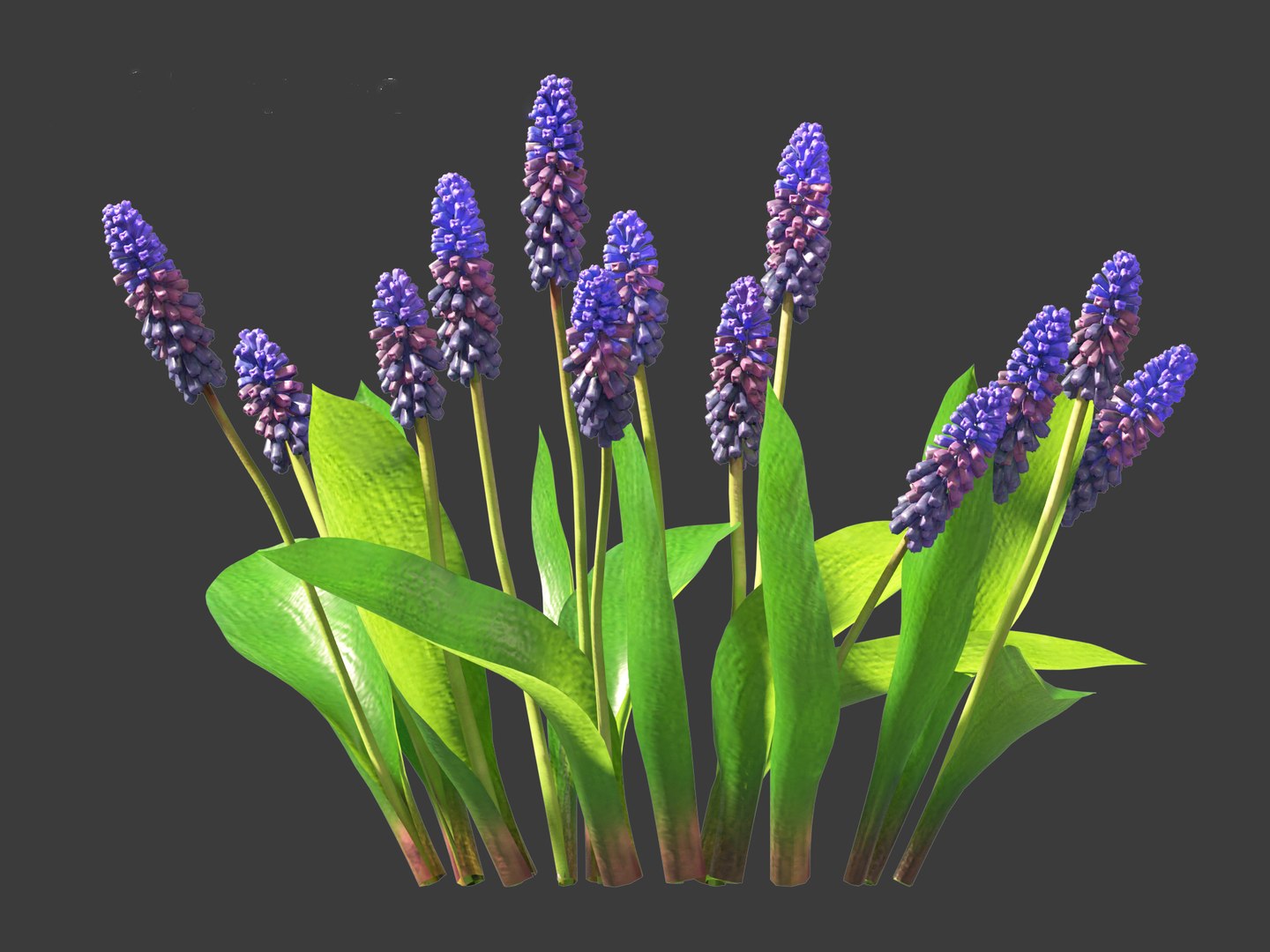 3D Muscari Latifolium - Grape Hyacinth - TurboSquid 2143663