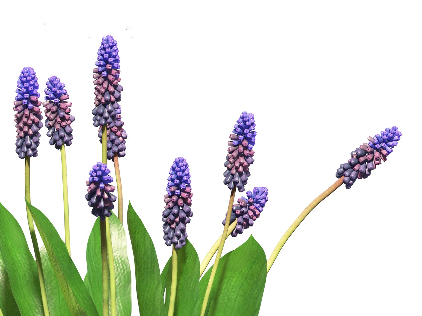 3D Muscari Latifolium - Grape Hyacinth - TurboSquid 2143663