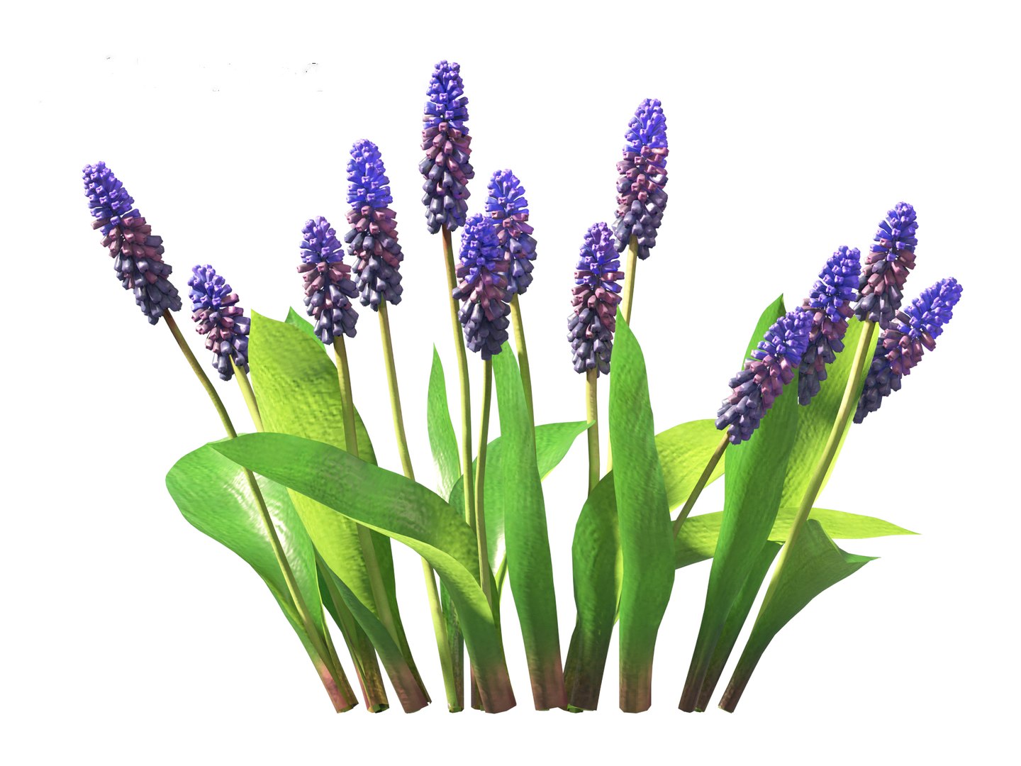 3D Muscari Latifolium - Grape Hyacinth - TurboSquid 2143663