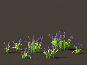 3D muscari latifolium - Grape Hyacinth