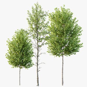 AV spring trees Acer X freemanii Freeman Maple Sapindaceae and Alnus Glutinosa 3D model
