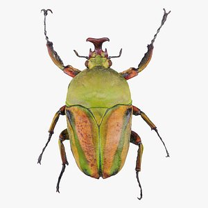 Phyllopertha Horticola Rose Beetle Remastered 3D model