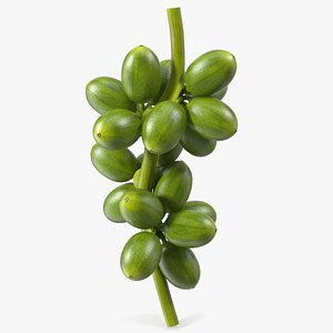 Bunch of Fresh Green Coffee Beans