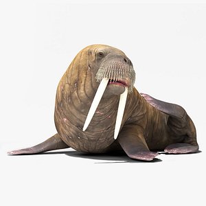 Resting Walrus Animated Rigged For Blender