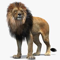 Rigged Lion 3D Model Polygonal Mane Hair Cards