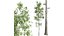 새로운 식물 높은 디테일 Populus Tremuloides