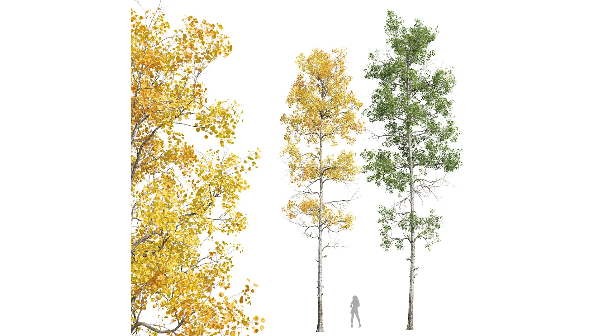 3D New Plant High detail Populus Tremuloides model https://p.turbosquid.com/ts-thumb/px/yI6v3L/d6/z01/png/1711023852/1920x1080/fit_q87/9f61d6046b83be8c371a8340ec5694c6c9414f58/z01.jpg