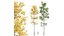 새로운 식물 높은 디테일 Populus Tremuloides