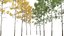 새로운 식물 높은 디테일 Populus Tremuloides