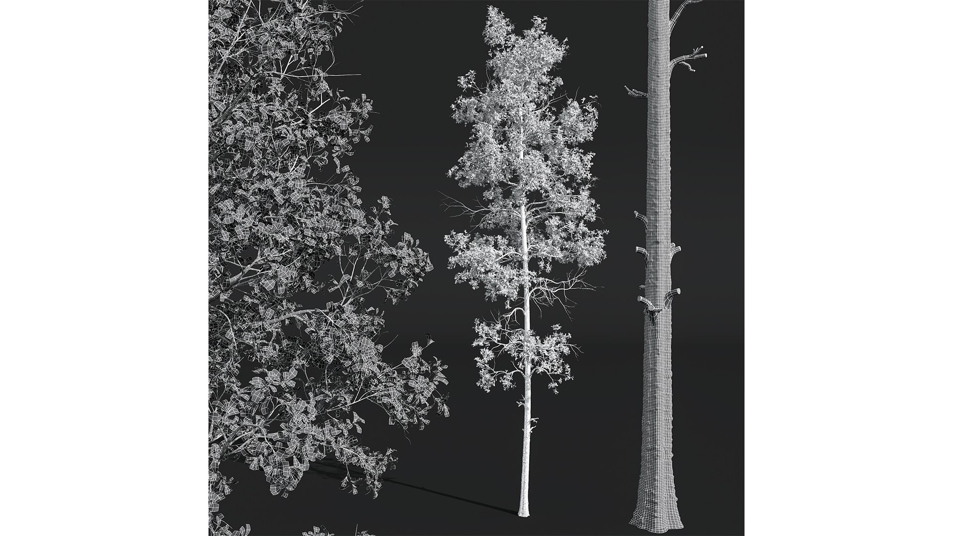 3D New Plant High detail Populus Tremuloides model https://p.turbosquid.com/ts-thumb/px/yI6v3L/r8/z05/png/1711023875/1920x1080/fit_q87/b46521a838b5cd442e37ba2263e76145208abf40/z05.jpg