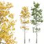 새로운 식물 높은 디테일 Populus Tremuloides