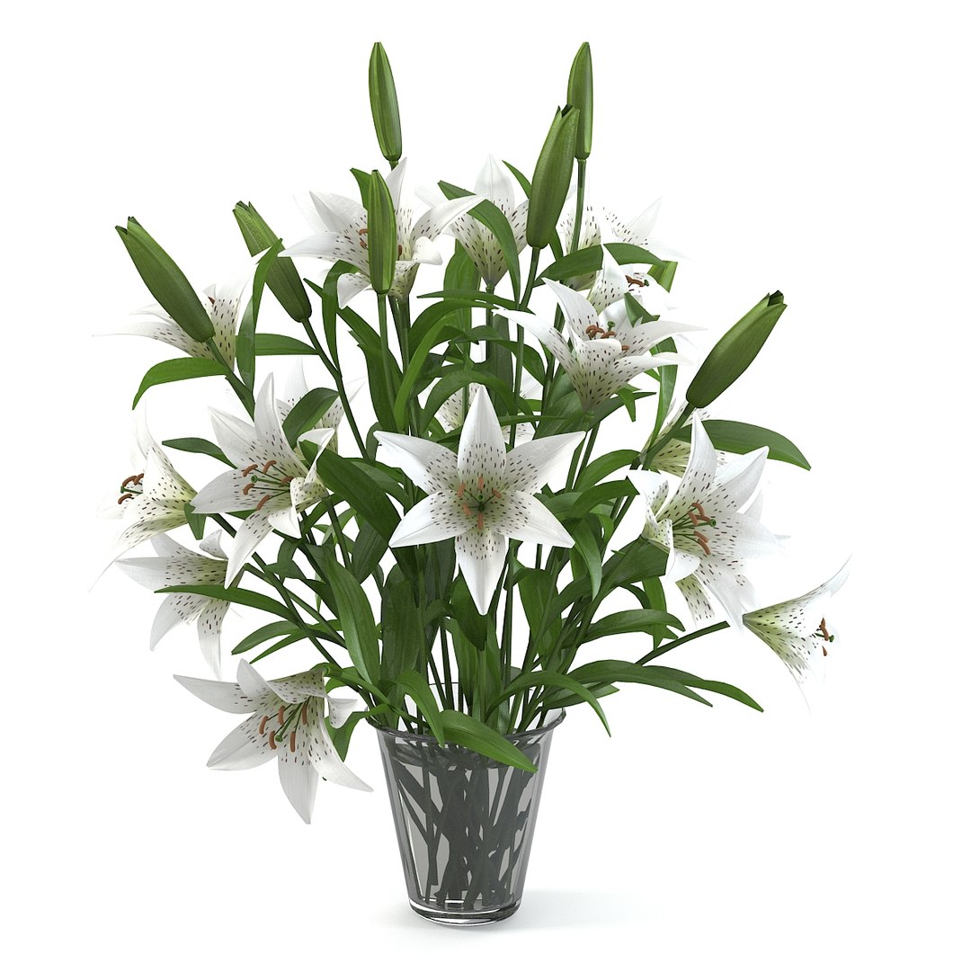 lily flower bouquet 3d model https://p.turbosquid.com/ts-thumb/py/0bNwHV/C71oU8zp/lilyyys0001/jpg/1360611219/1920x1080/fit_q87/ec81aeaa2e8197360f3b92d9ae7814a68d080566/lilyyys0001.jpg