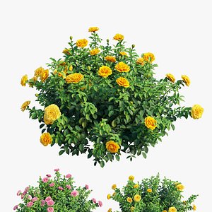 3D Rose plant set 53 set 02