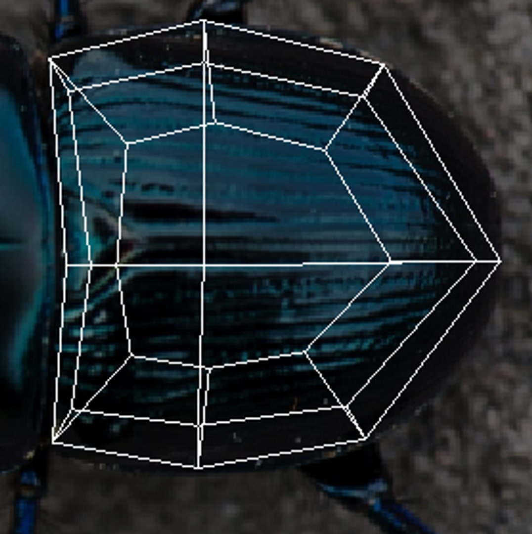 Beetle model https://p.turbosquid.com/ts-thumb/py/CrDHQI/0B/screenshot20220102155113/png/1716316692/1920x1080/fit_q87/8d615d6cf31237e97476c0b10112f5ea89e6a2e9/screenshot20220102155113.jpg