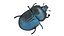 Beetle