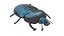 Beetle