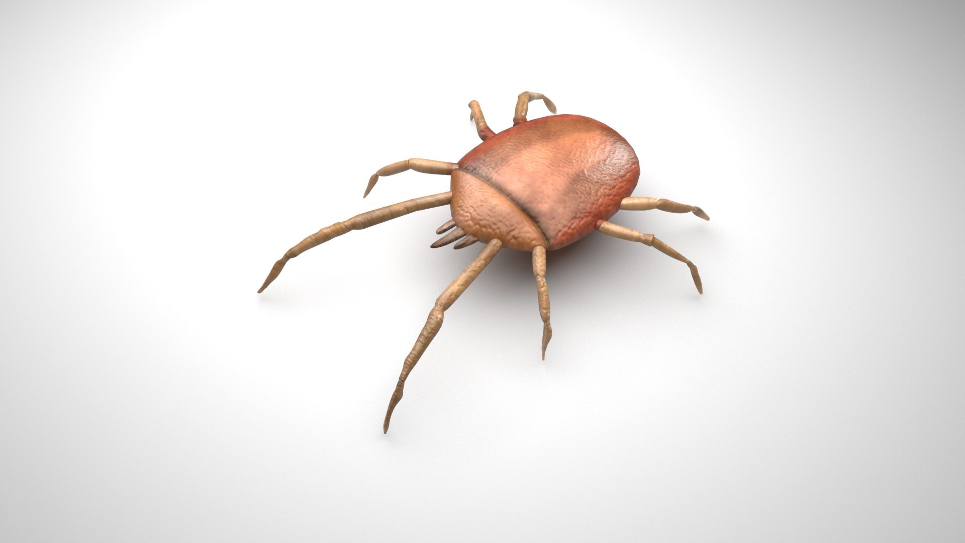 Beetle Model - TurboSquid 1841905