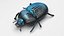 Beetle
