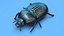 Beetle