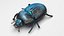 Beetle