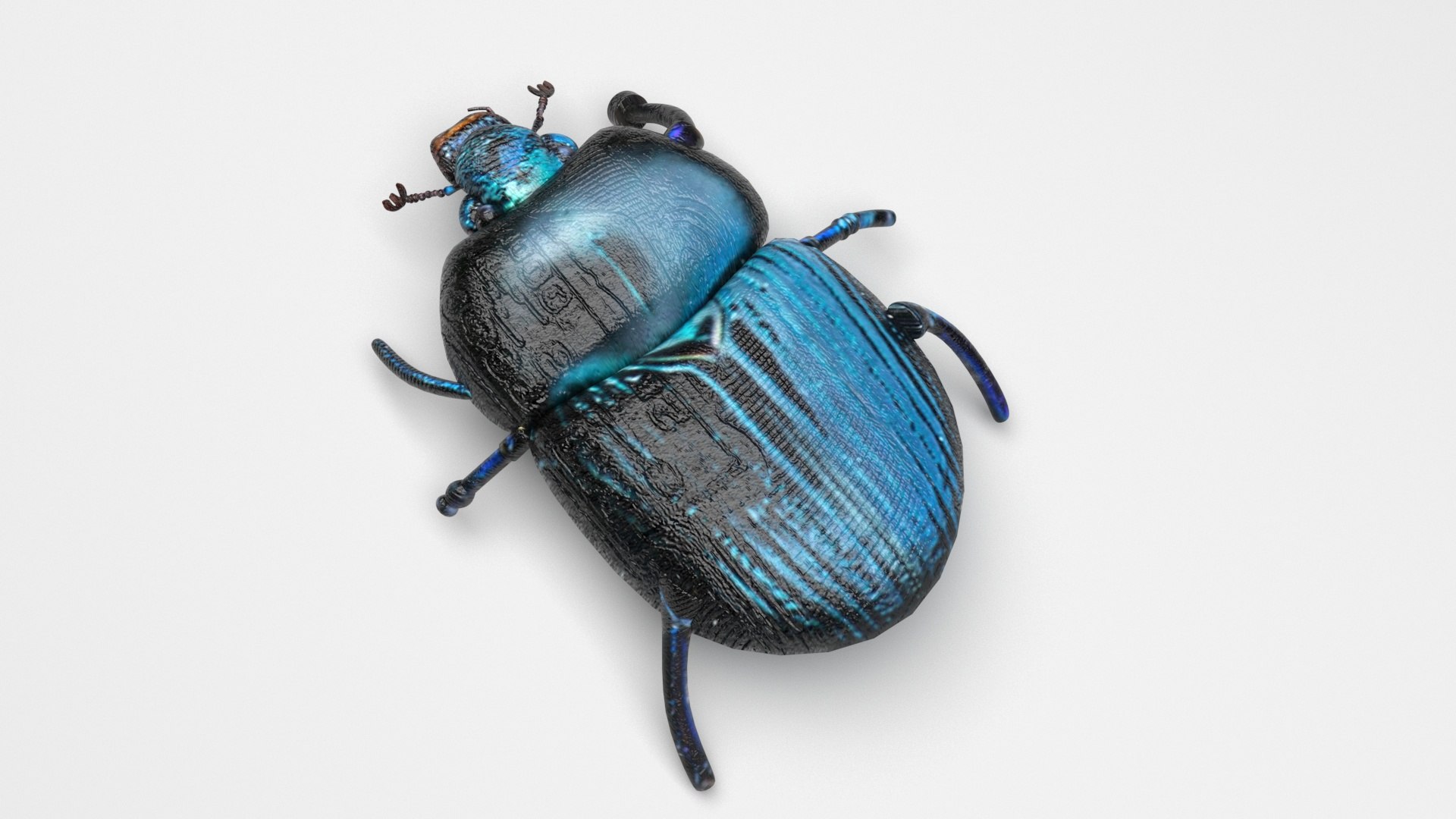 Beetle model https://p.turbosquid.com/ts-thumb/py/CrDHQI/hV/beetlenew2/jpg/1716316399/1920x1080/fit_q87/89d4021ba8fb2d3dbfc613597fe60d8b66962573/beetlenew2.jpg
