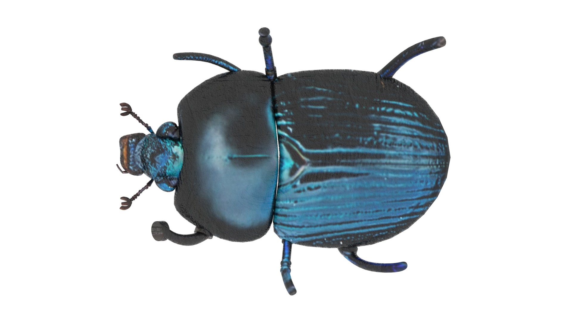 Beetle model https://p.turbosquid.com/ts-thumb/py/CrDHQI/uV/beetlenew19/jpg/1716316389/1920x1080/fit_q87/ddea9a48e250eb428a5ccbf5b7b272294e04da6d/beetlenew19.jpg