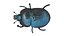 Beetle
