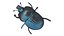 Beetle