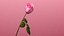 3d Rose Animated Rose Bloom