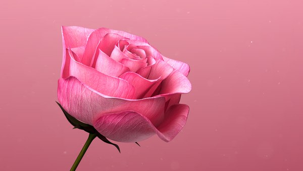 rose_003.jpg