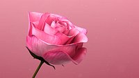 3d Rose Animated Rose Bloom