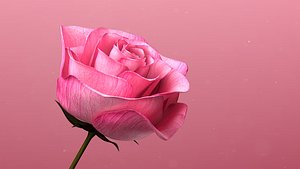 3d Rose Animated Rose Bloom