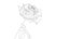 3d Rose Animated Rose Bloom