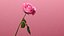 3d Rose Animated Rose Bloom