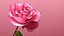 3d Rose Animated Rose Bloom