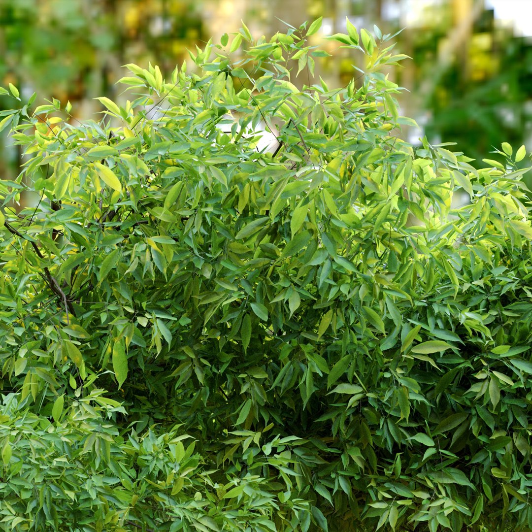 Rudy Haag Burning Bush 3D Model - TurboSquid 1953506