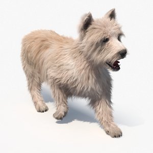 Mongrel Dog Cream Fur Rigged for Cinema 4D model