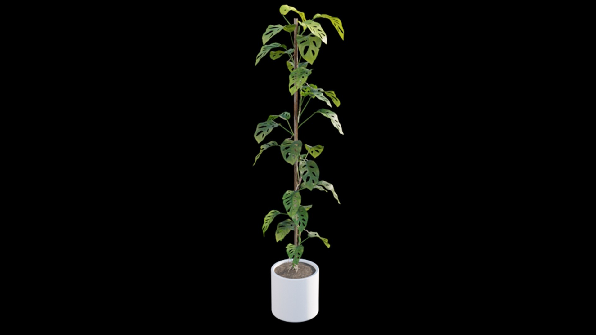 3D Monstera Adansonii - Swiss Cheese https://p.turbosquid.com/ts-thumb/py/jHtPi6/2T/3dtree_monstera_adansonii_01_06/jpg/1624333358/1920x1080/fit_q87/66ff0d367730f095b90d274e68453f7ab9528e2e/3dtree_monstera_adansonii_01_06.jpg