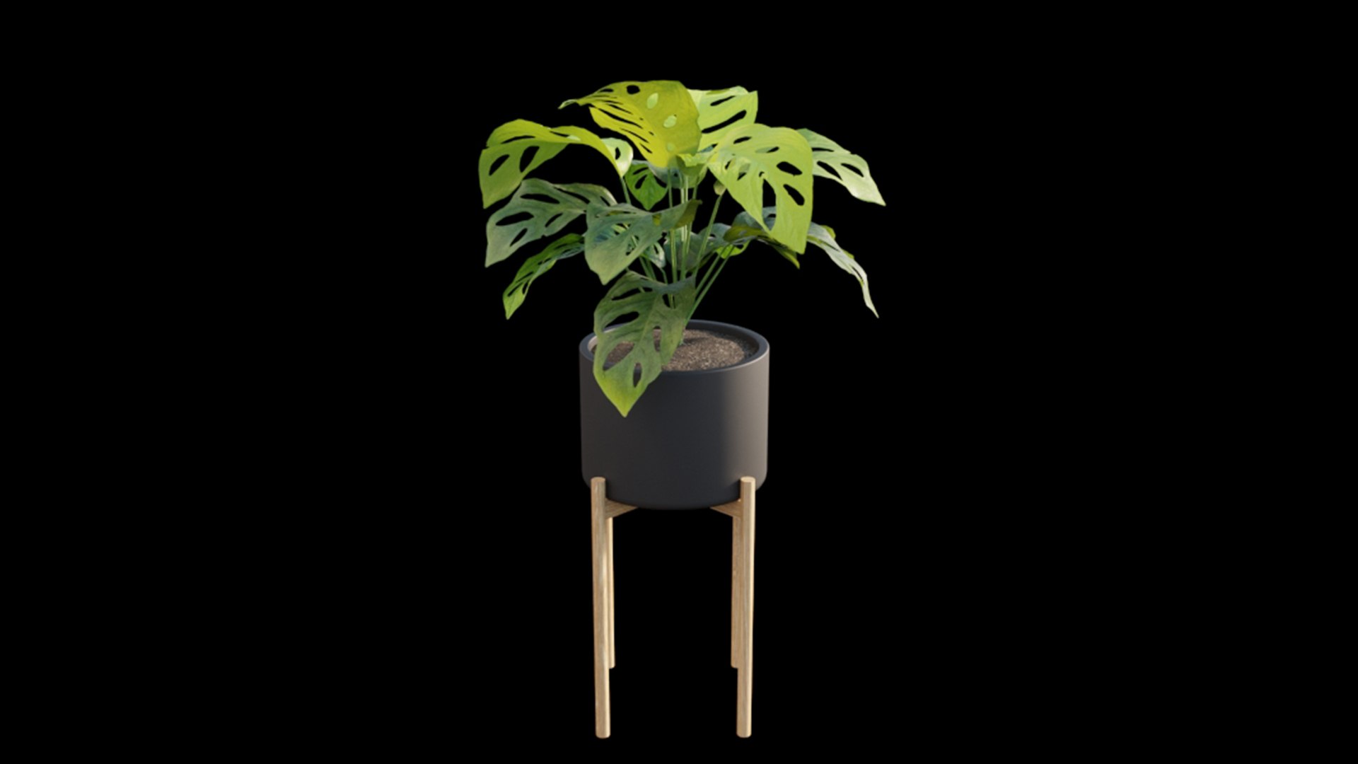 3D Monstera Adansonii - Swiss Cheese https://p.turbosquid.com/ts-thumb/py/jHtPi6/Z6/3dtree_monstera_adansonii_01_03/jpg/1624333357/1920x1080/fit_q87/d5987b0e5da5b89a465253873643bc767b1738fd/3dtree_monstera_adansonii_01_03.jpg