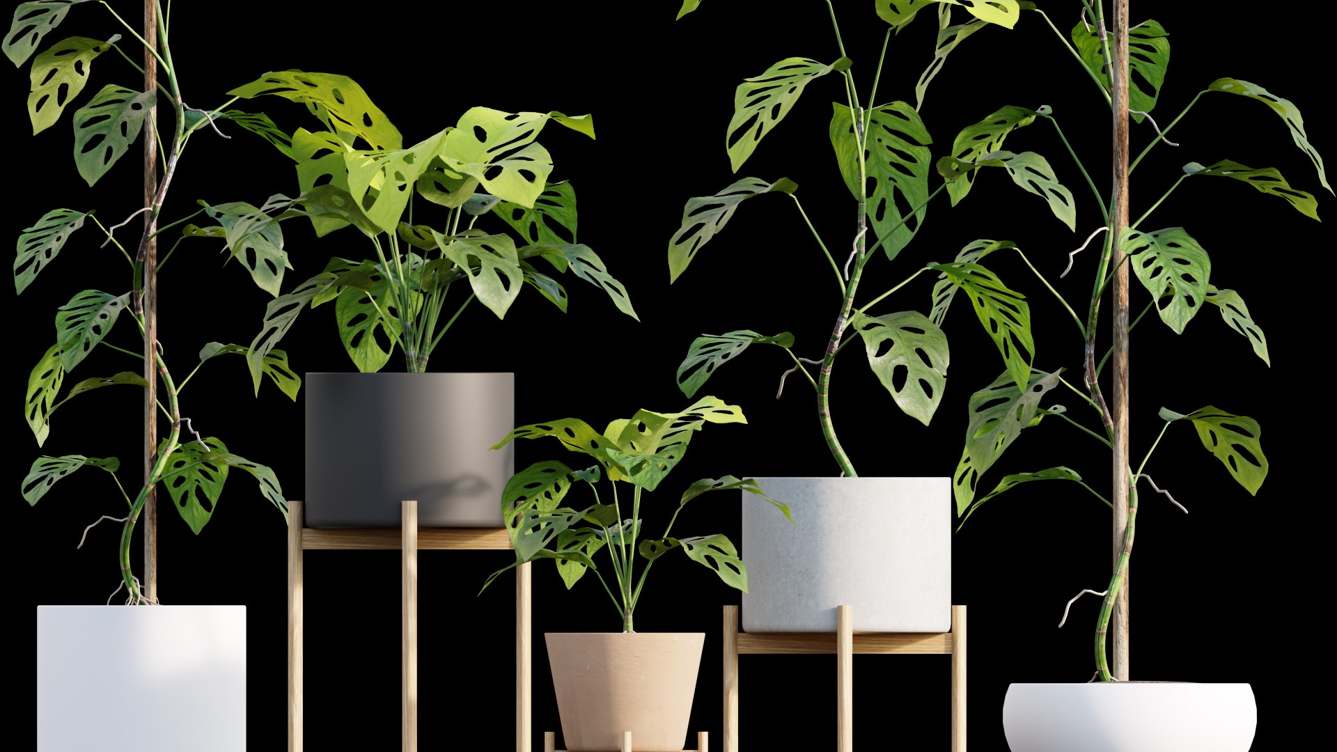 3D Monstera Adansonii - Swiss Cheese https://p.turbosquid.com/ts-thumb/py/jHtPi6/cq/3dtree_monstera_adansonii_01_02/jpg/1624333359/1920x1080/fit_q87/6eac8985fd0354dfe07717e1d6d404b55d554b55/3dtree_monstera_adansonii_01_02.jpg