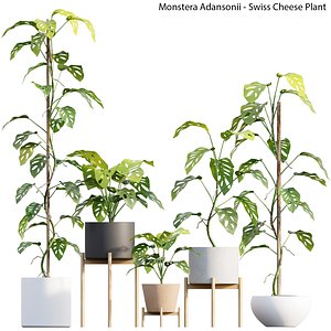 3D Monstera Adansonii - Swiss Cheese
