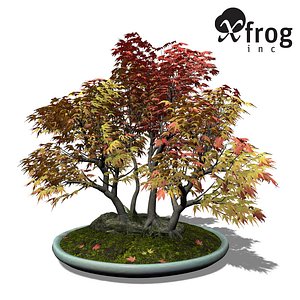 XfrogPlants Bonsai Japanese Maple